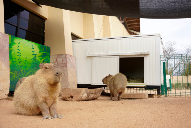 Zoológico de Nuevo Laredo refuerza medidas de protección animal ante bajas temperaturas