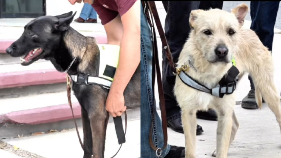 Isis e Ittay: Los binomios caninos entrenados para detectar el gusano barrenador