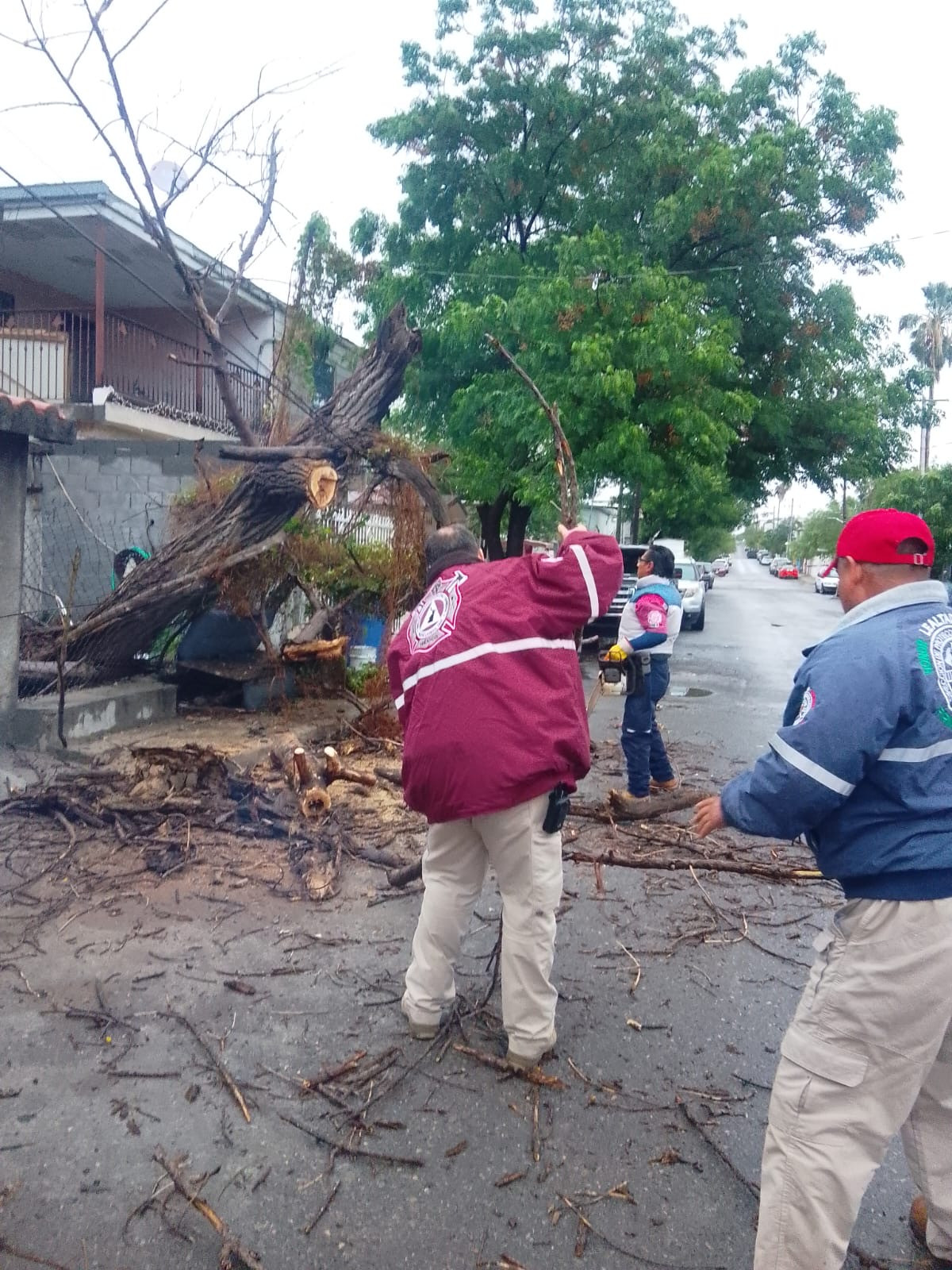 Lluvias dejan árboles caídos y daños en viviendas