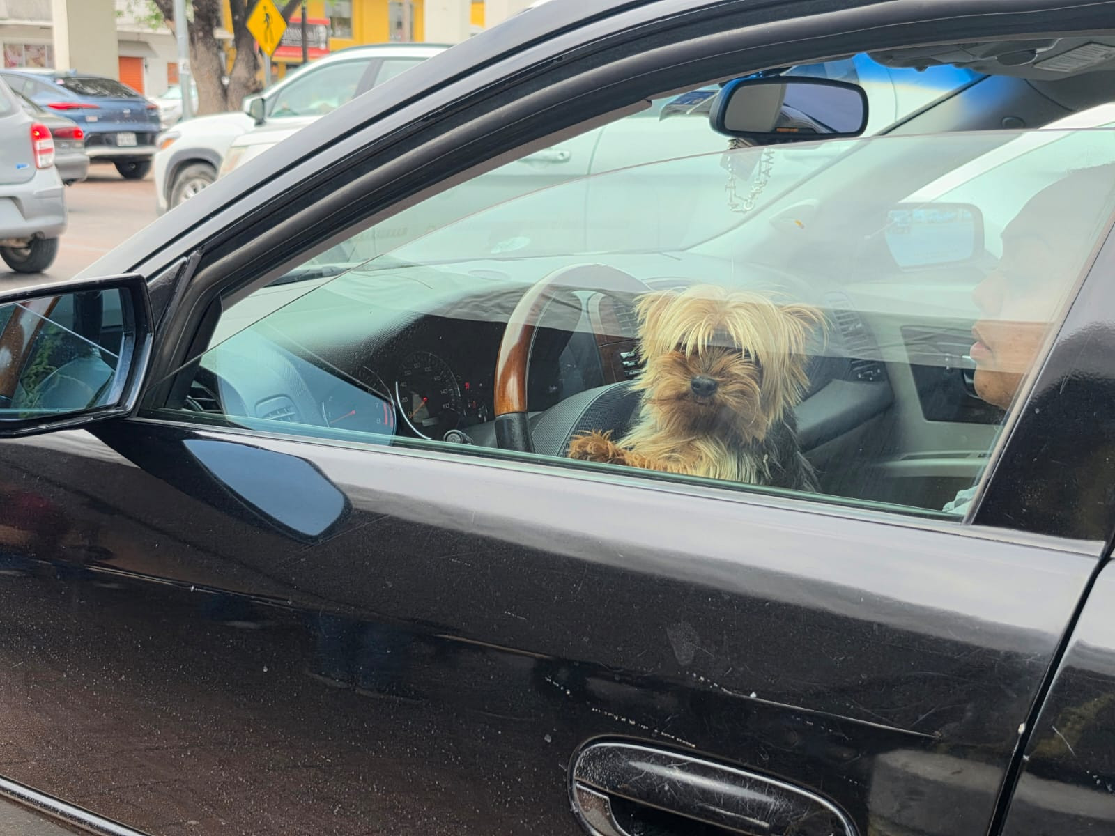 Supera expectativas Jornada Drive Thru de vacunación y desparasitación animal