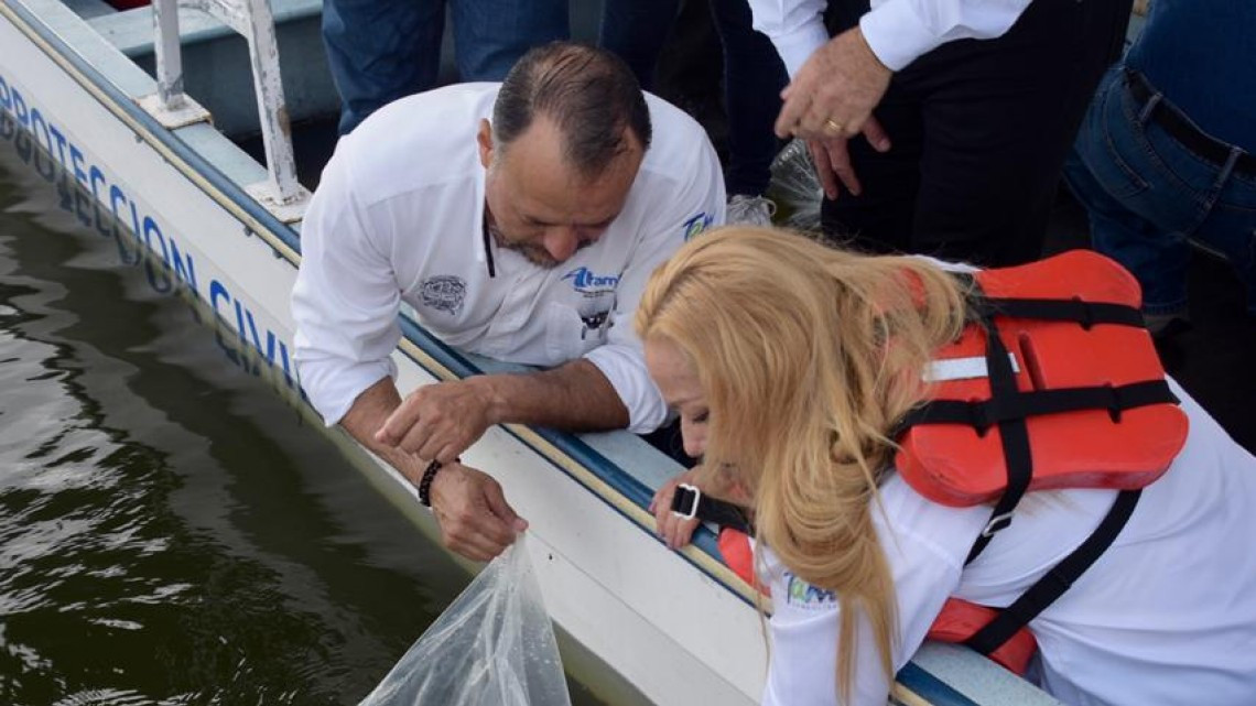 Liberan 50 mil crías de tilapia en sistema lagunario Champayán.