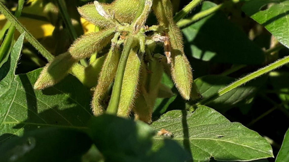 Piden a los agricultores evitar bloqueos a carreteras, y ofrecen apoyo para bajar los recursos e incentivar el campo