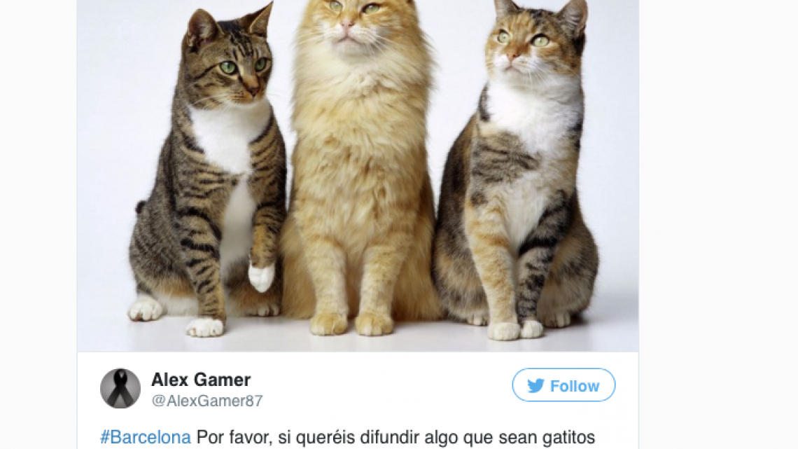 Tras atentado en Barcelona Twitter se llena de gatitos