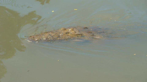 Exigen mayor vigilancia en Laguna del Carpintero tras ataque de cocodrilo
