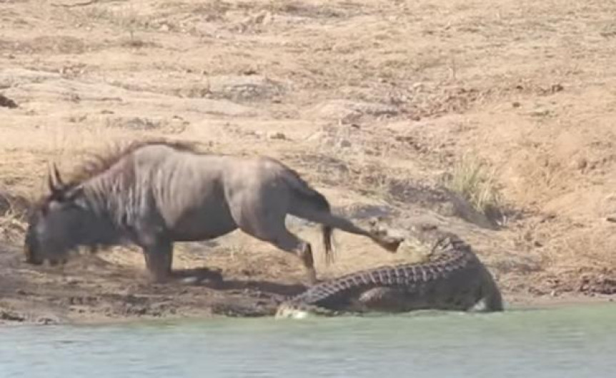 Hipopótamos ayudan a Ñu para que no sea devorado  