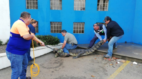 Lluvias motivan a los cocodrilos a salir de las lagunas