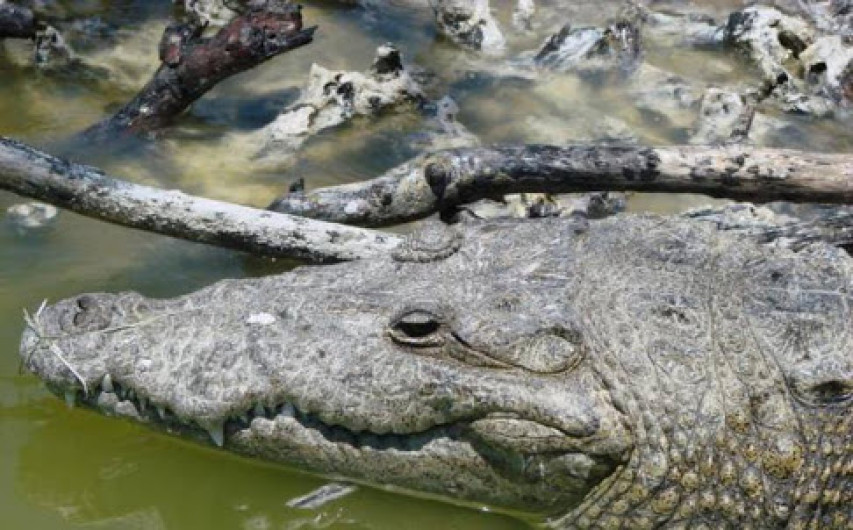 Encuentran muerto a cocodrilo