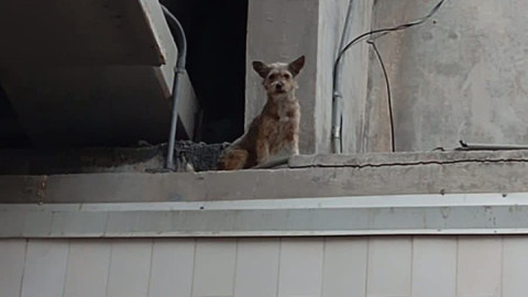 Rescatan a perrito atrapado en el Puente de La Paz