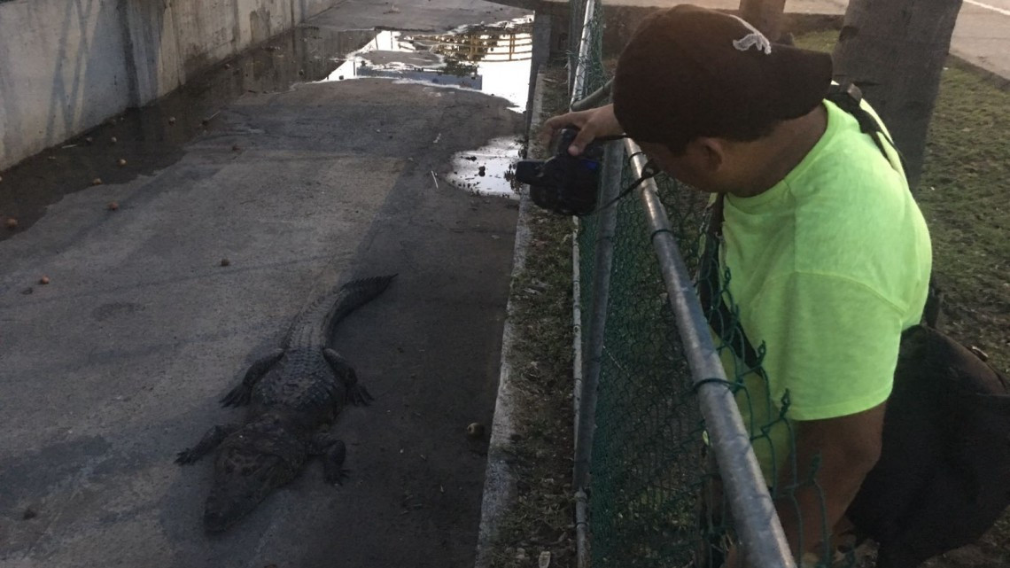 Aparece cocodrilo en canal a cielo abierto 