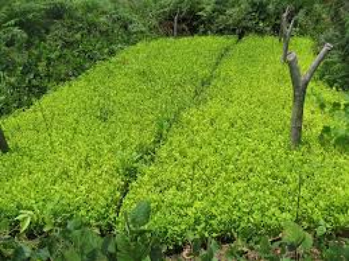 FARC aumenta producción de coca durante tregua