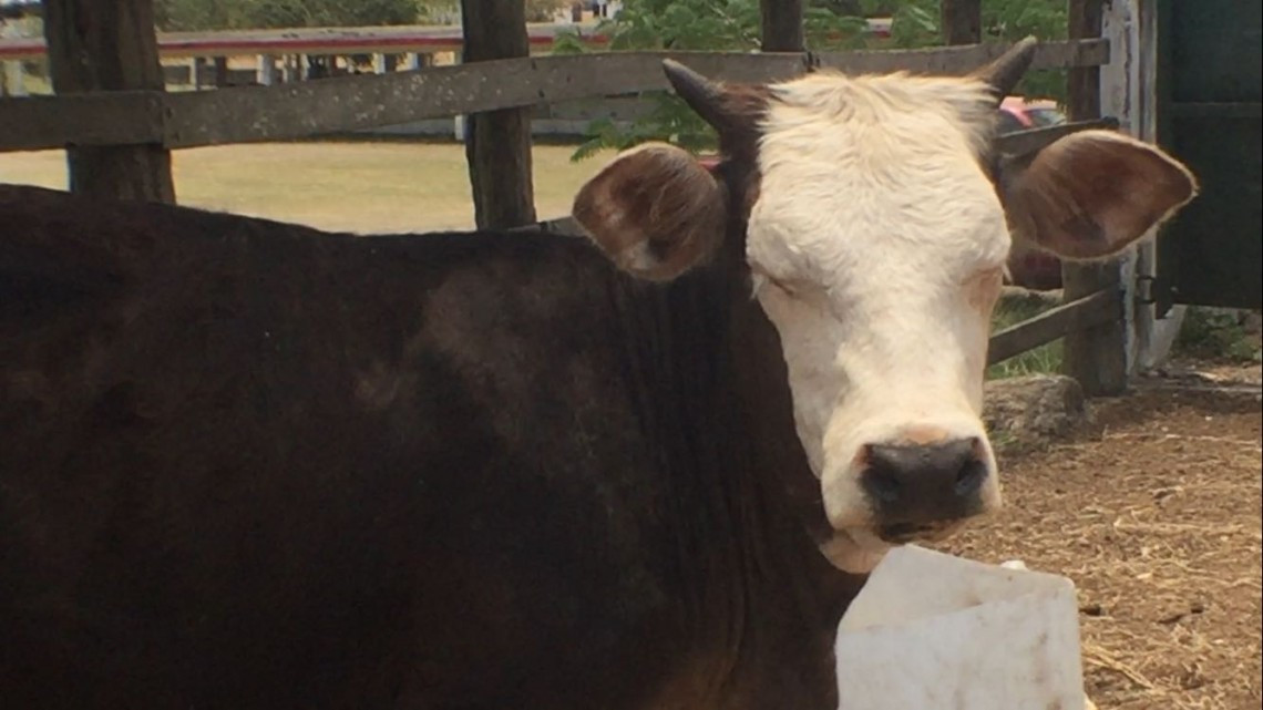 Registran las primeras muertes de reses a consecuencia de la sequía