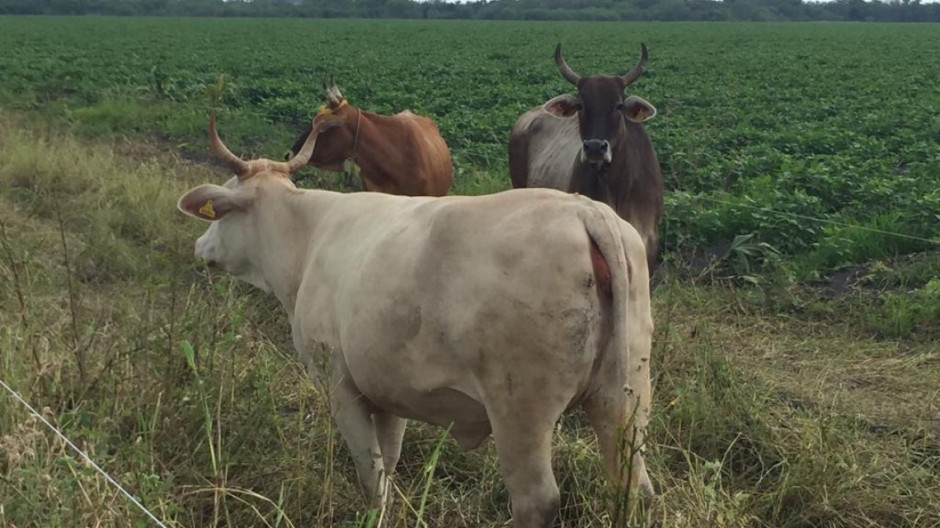 Se instalará una oficina municipal de gestión de proyectos para el campo en el sector rural