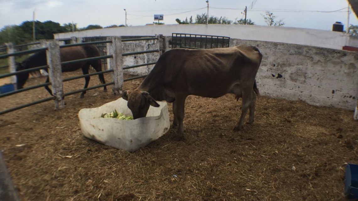Registran las primeras muertes de reses a consecuencia de la sequía