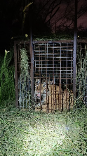 Tras 6 días de búsqueda, capturan al tigre en área ejidal