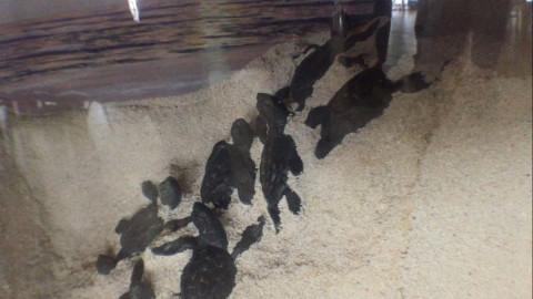 Exposición sobre diversidad de flora y fauna en la zona