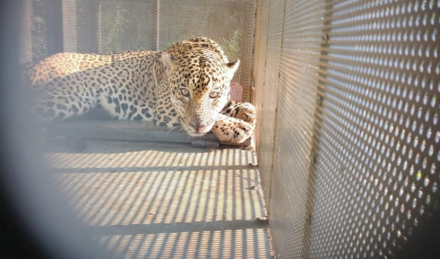 Rescata y libera Comisión de Parques ejemplar de jaguar