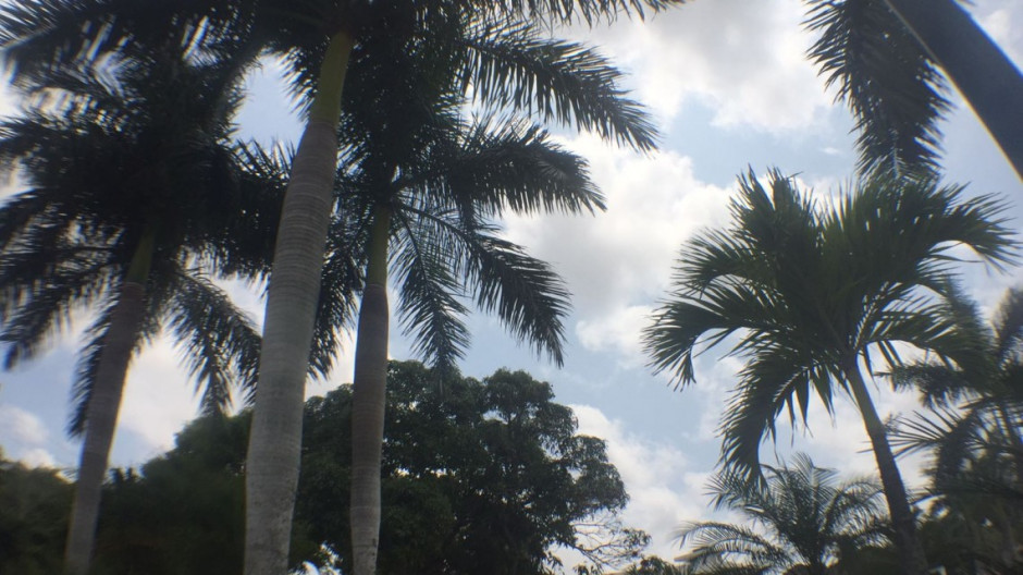 Atienden bomberos llamados de auxilio por abejas africanizadas