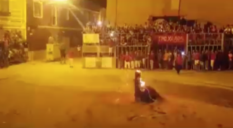 Prenden fuego en cuernos de toro y este se “suicida”