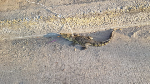 Cocodrilo genera asombro entre vecinos del Sur de Altamira