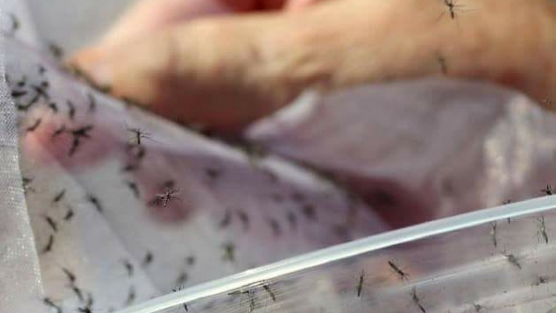 Sur de Tamaulipas con 12 casos de dengue de 40 que hay en el estado