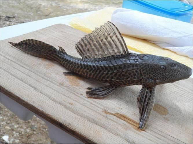 Presencia de pez diablo no ha generado problemas en laguna del sur 