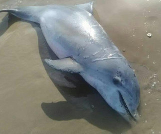 Encuentran delfín y tortuga lora muertos