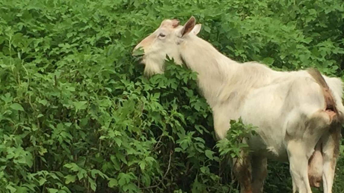 Se promueve utilizar variedad de zacate para alimento de ganado en tiempo de estiaje