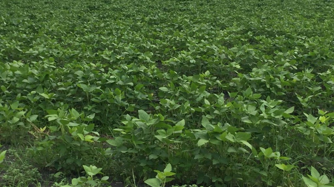 Gestionan rehabilitación de caminos para mejorar la cosecha en el campo