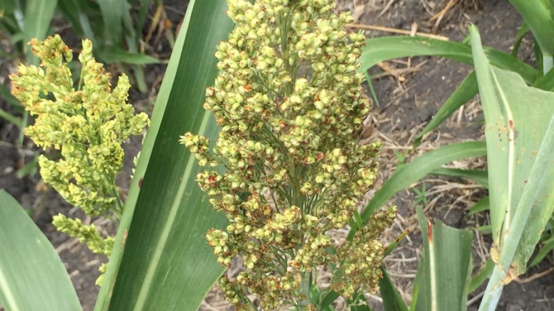 Paso de Franklin beneficia al sector agrícola del sur de Tamaulipas.