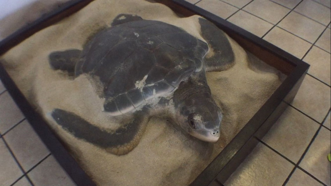 Exposición sobre diversidad de flora y fauna en la zona