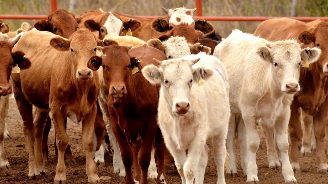 Aterrizan recursos por más de 117 MDP para campañas fitozoosanitarias 