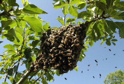 Empleados son hospitalizados por picaduras de abejas 