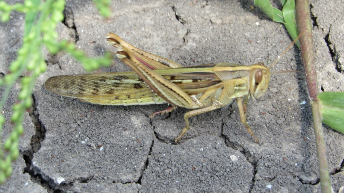 Gobierno del Estado mantiene bajo control la plaga  de langosta