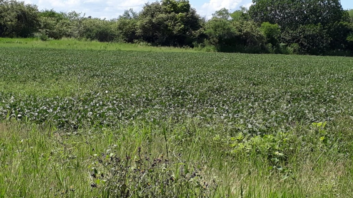 Piden a los agricultores evitar bloqueos a carreteras, y ofrecen apoyo para bajar los recursos e incentivar el campo