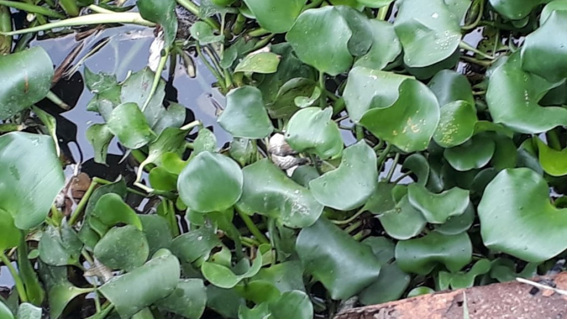 Cocodrilos defienden a muerte sus territorios en Lagunas del sur de Altamira.