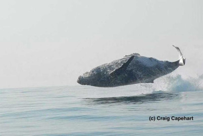 Captan salto de ballena fuera del agua 
