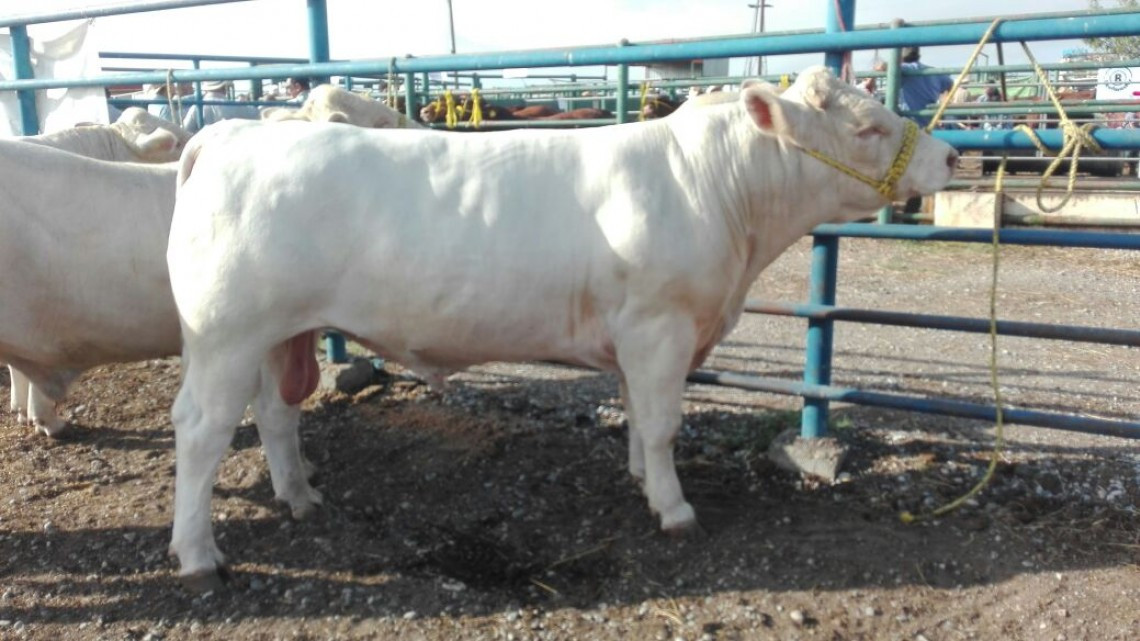 Apoya Gobierno tamaulipeco a ganaderos 