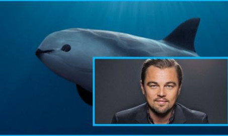 DiCaprio agradece apoyo a la Vaquita Marina