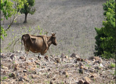 Alrededor de 160 mil pesos en perdidas por sequías