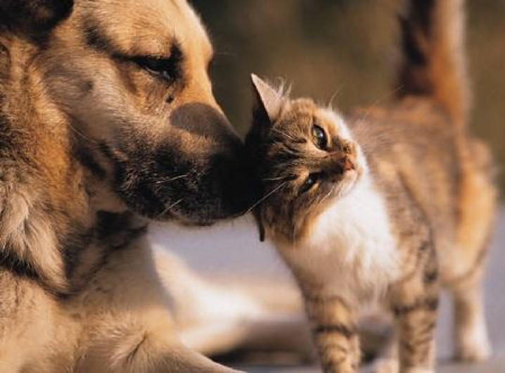 Realizan esterilizaciones gratuitas de mascotas
