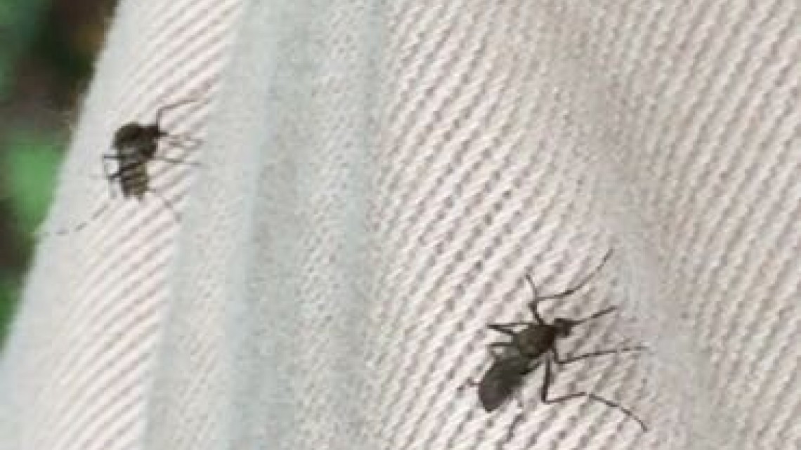 Municipio se suma a la lucha contra mosco transmisor de enfermedades.