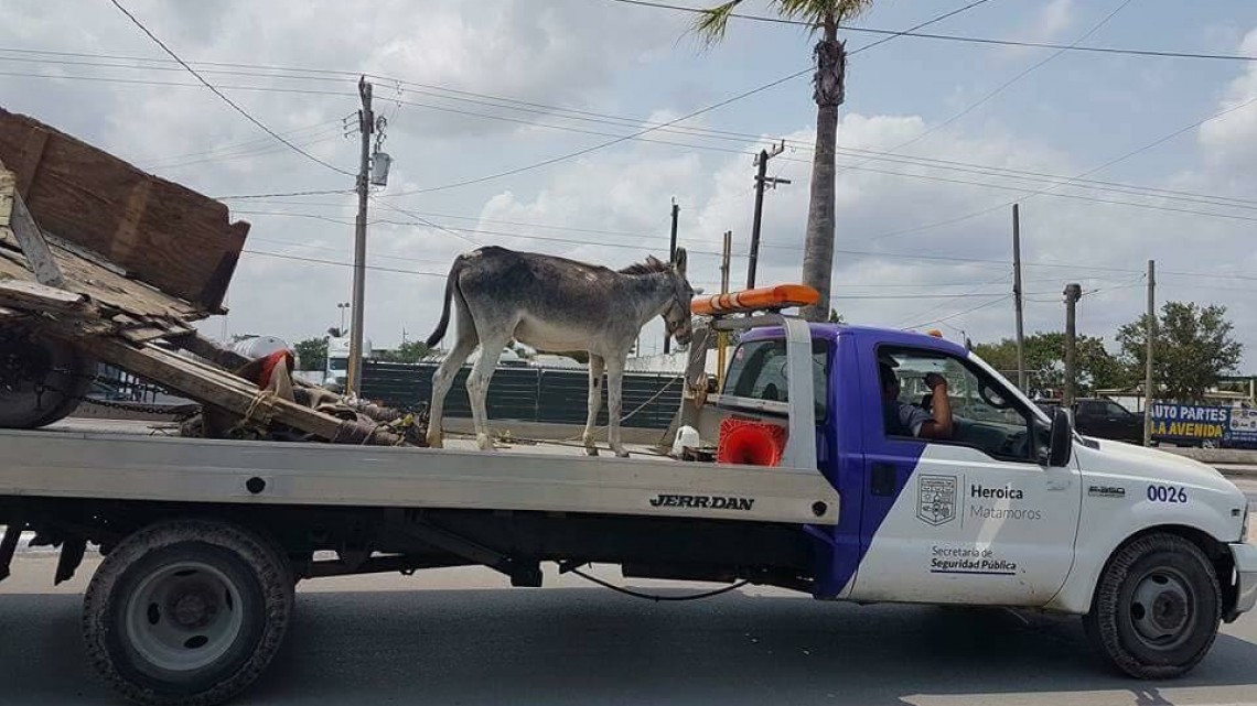 Autoridades remiten a barandilla a un burro 
