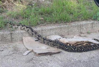 En Fraccionamiento de Altamira aparecen pitones y jabalíes 