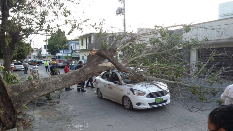 Cae árbol en carro y locales de la feria se vienen abajo por "norte"