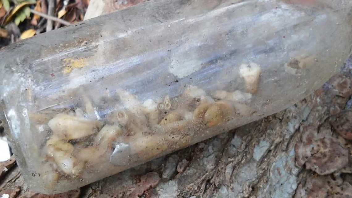 Encuentran en el Carpintero jeringas, tubos de ensayo con sangre y dientes