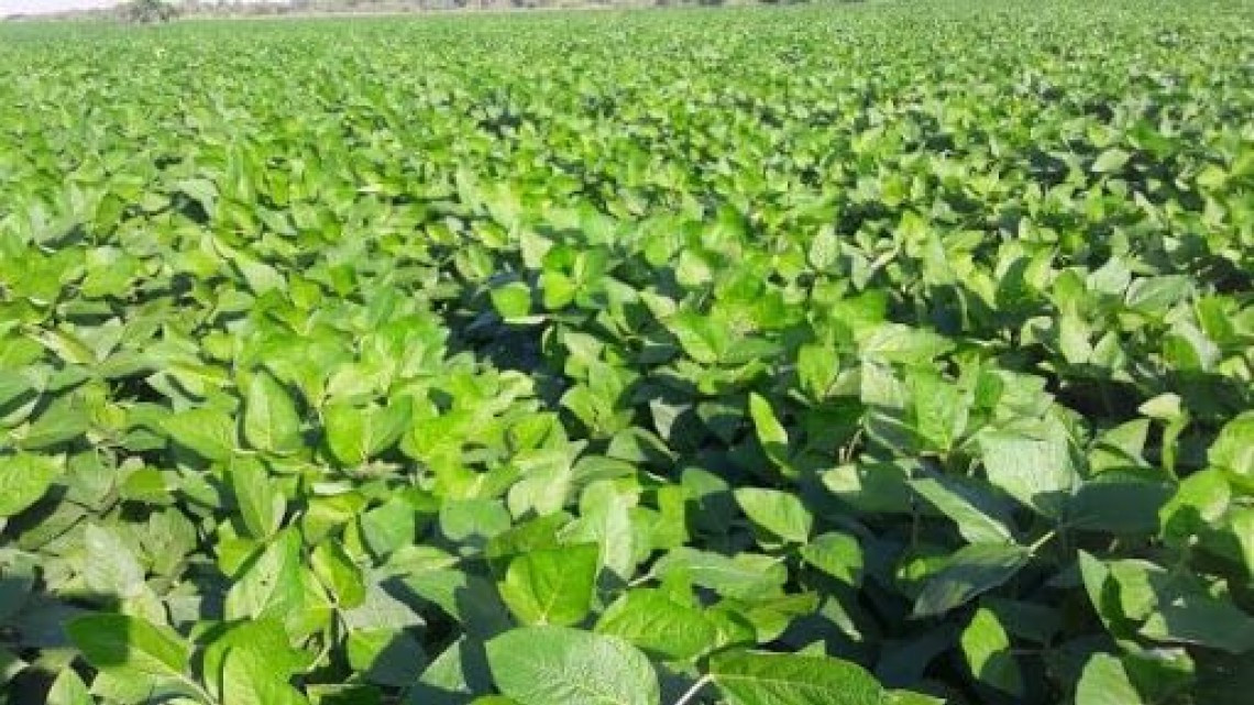 Rehabilitan caminos para siembra de 40,000 hectáreas de soya