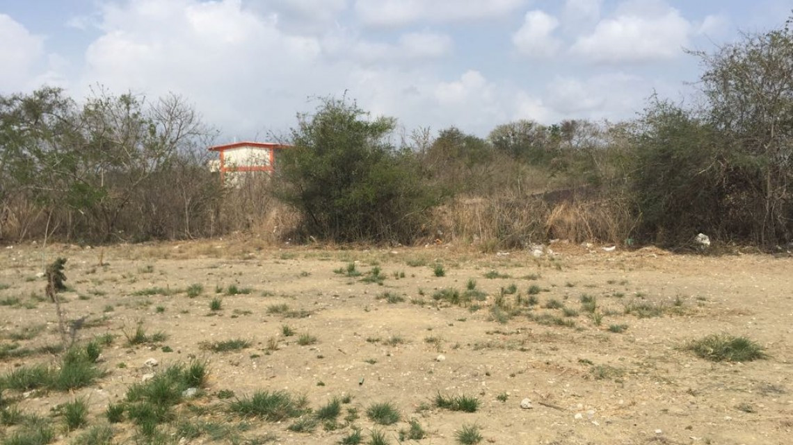 Felino acecha estudiantes de primaria y secundaria en Altamira