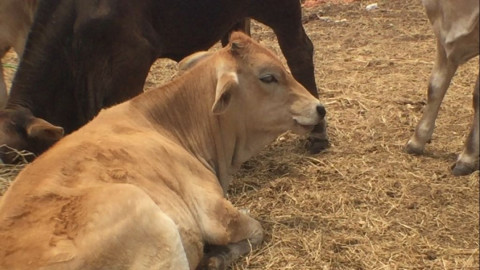 Disminuye producción ganadera por la reconversión de las tierras
