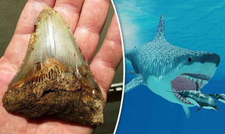 Hayan restos fósiles de megalodón en Italia