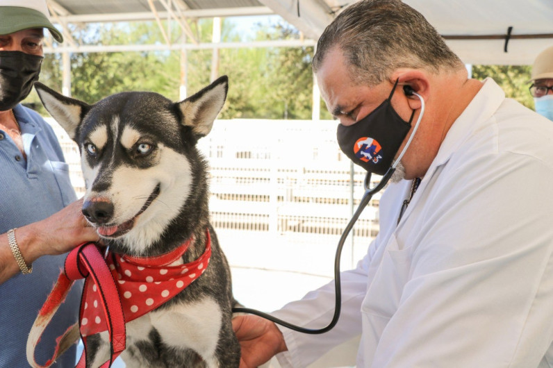 Atiende gobierno municipal salud de mascotas